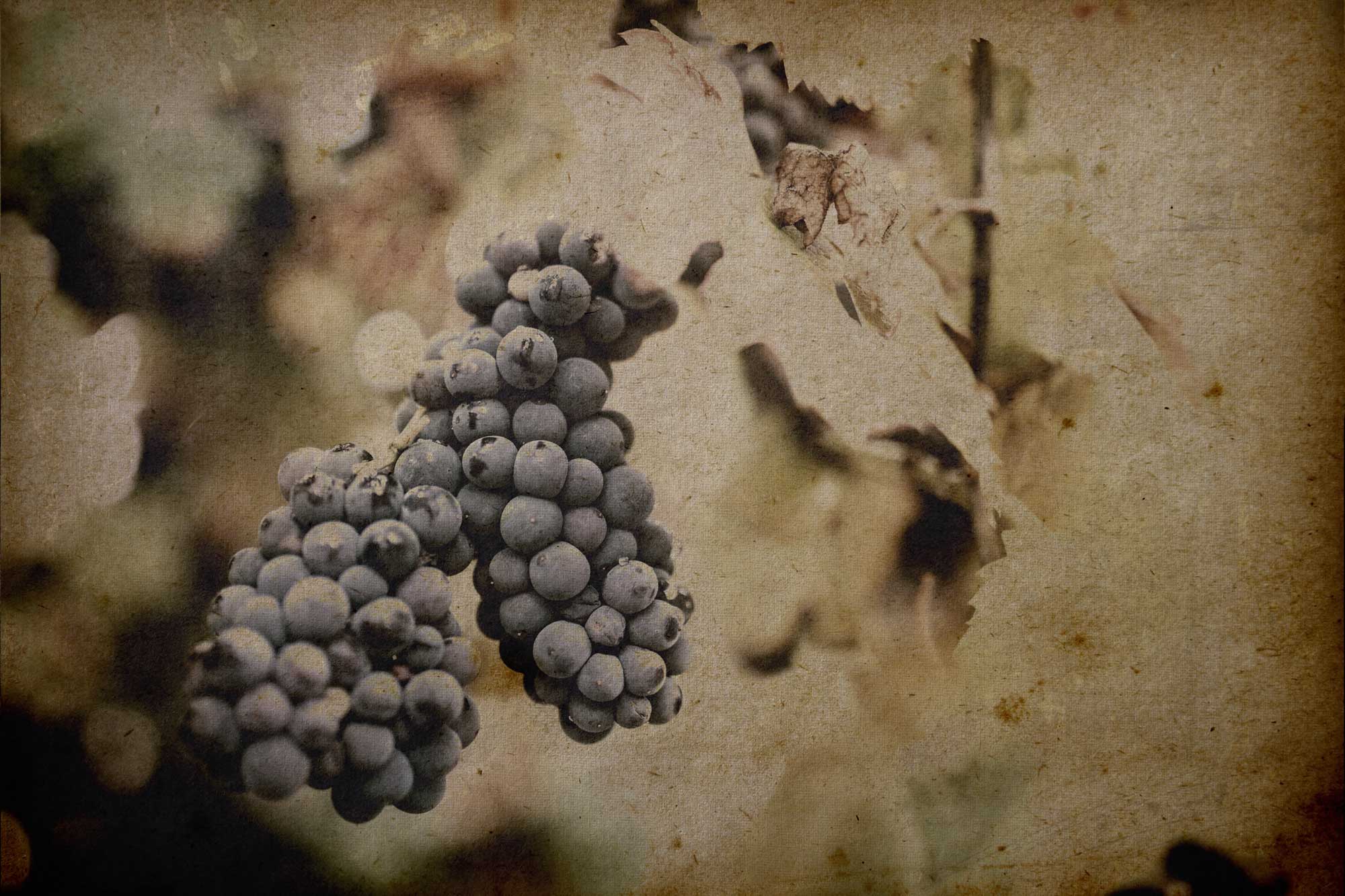 putnikovic_vinarija_old6