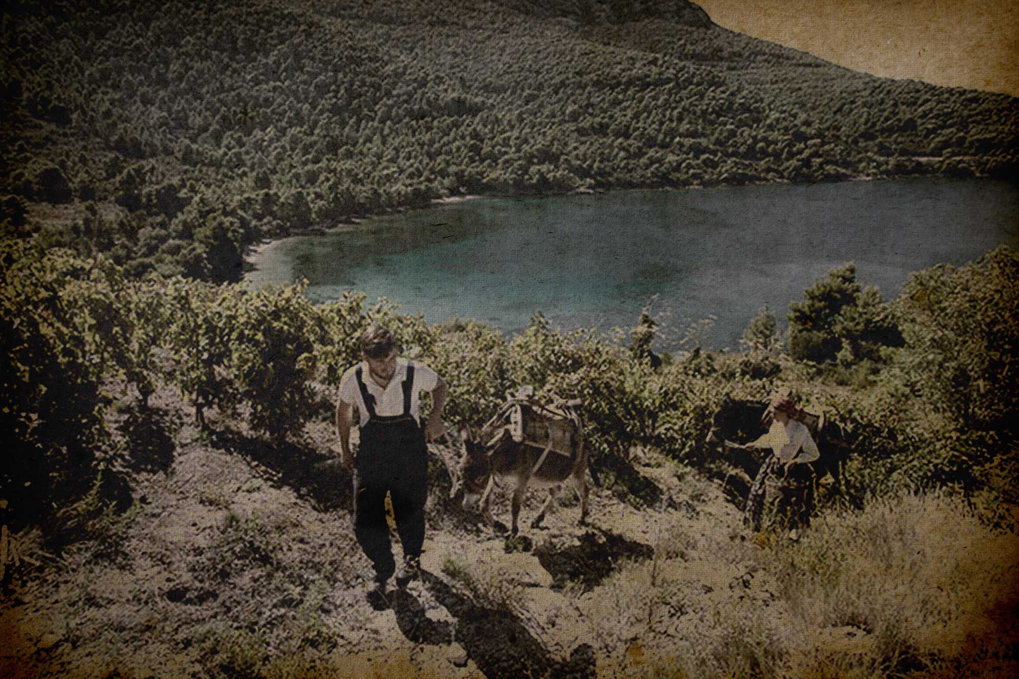 putnikovic_vinarija_old8